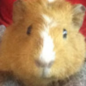 Meet your Posher, Gracie